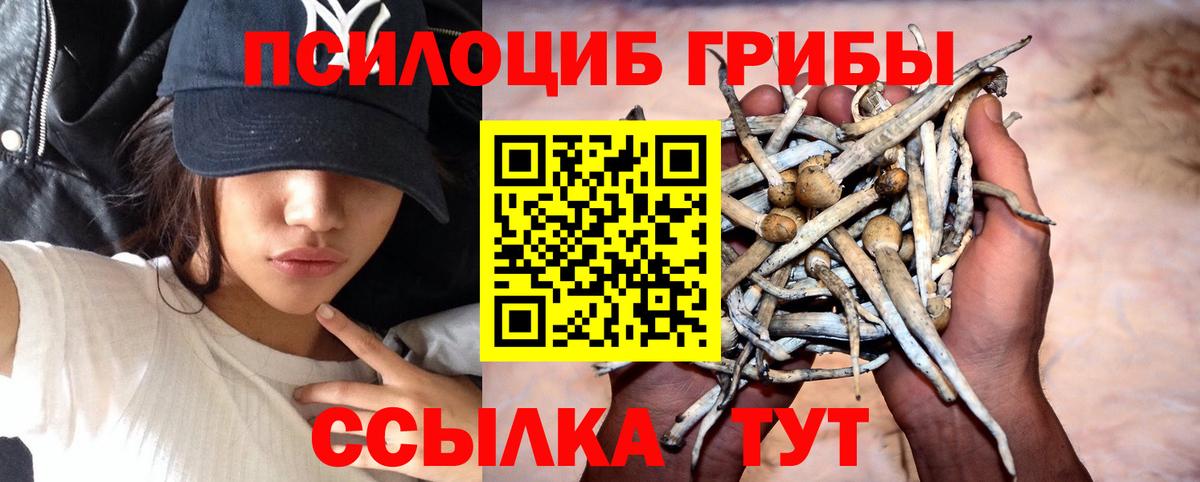 Псилоцибиновые грибы Psilocybine cubensis Нурлат